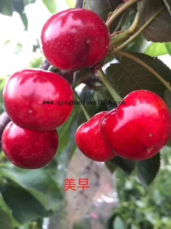 4d3b7b3420f74427cbc9a9d77da453ff_1558389