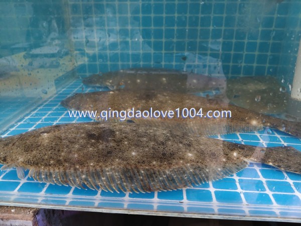 ce087c71e2e68d8932f5a86e1d182374_1766012