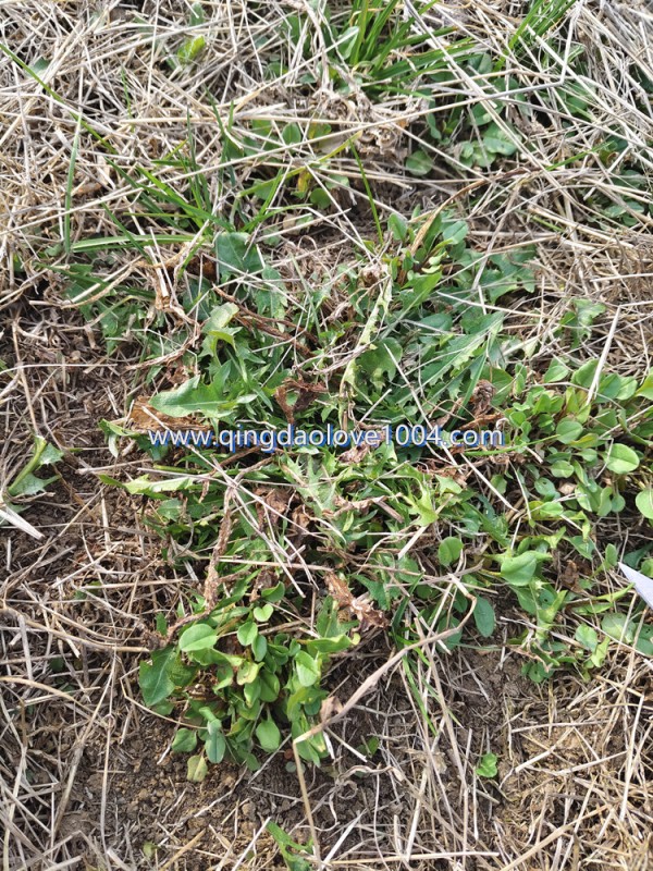 e09cd241b0f300f34048c6c03b429f17_1774733